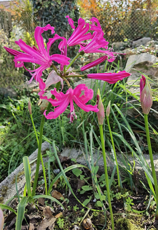 Nerine bowdenii 'Isabel' en fleurs dans un jardin ensoleillé